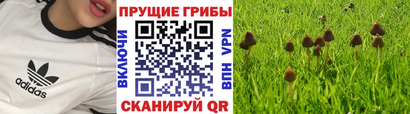 где продают наркотики  Волгодонск  Псилоцибиновые грибы прущие грибы 